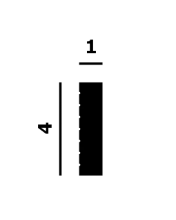 Молдинг P230 Перфект Плюс XPS Полимер 2000*40*10 мм-foto2