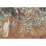 Фрески Affresco Ботаника ID136125