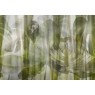 Фрески Affresco Ботаника ID136044